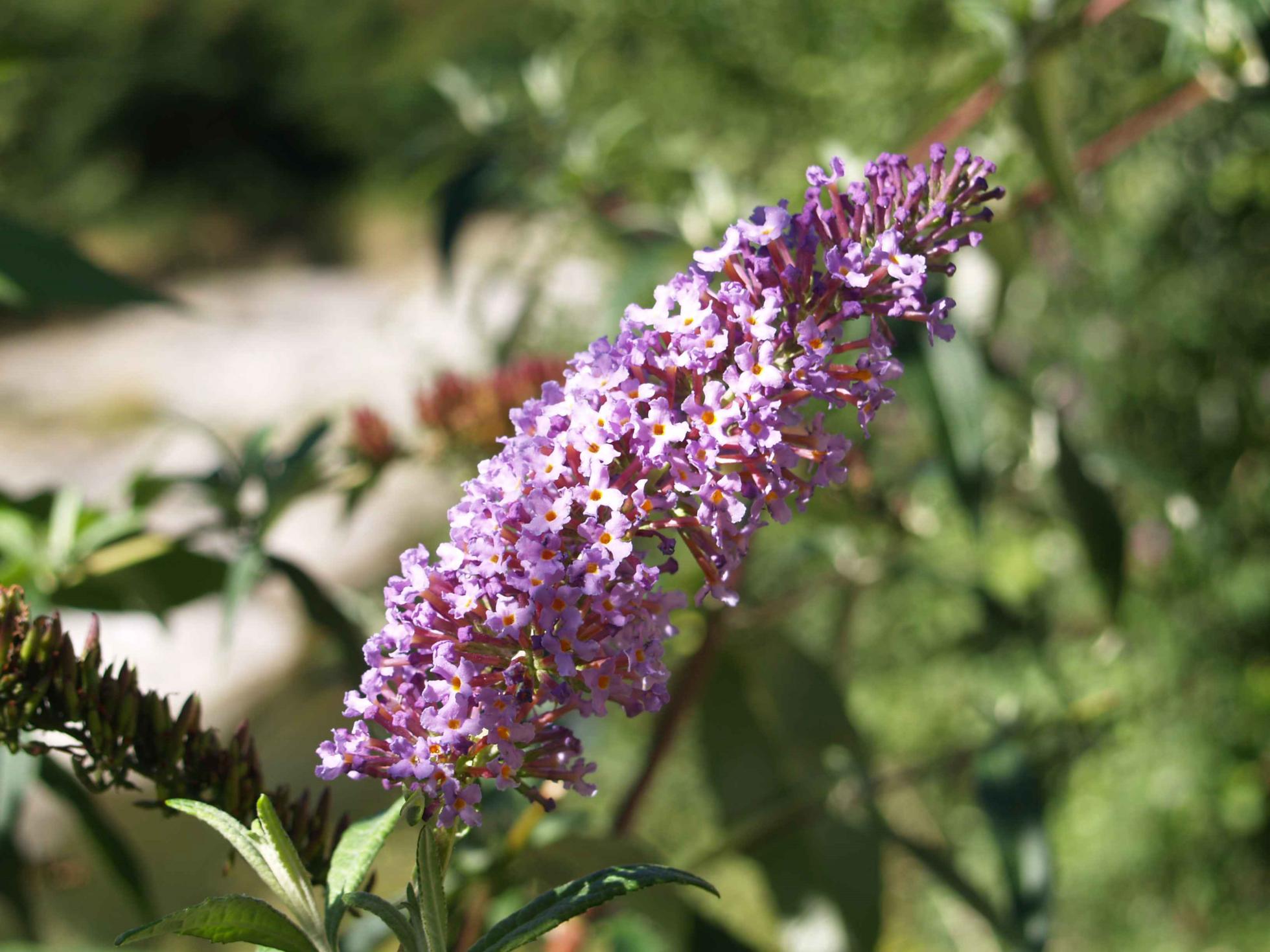 Buddleia